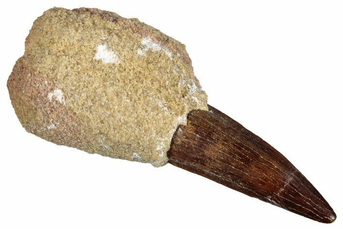 Fossil Spinosaurus Tooth - In Sandstone Concretion #276900